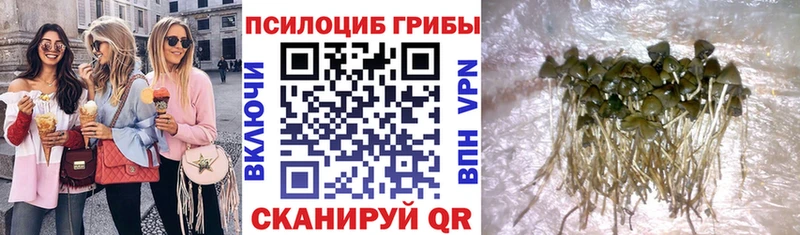 Галлюциногенные грибы Psilocybe  Купить где  Аша 